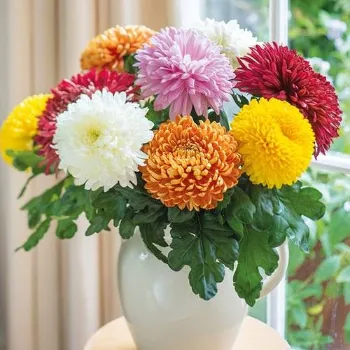  Multi Color Chrysanthemum Plant